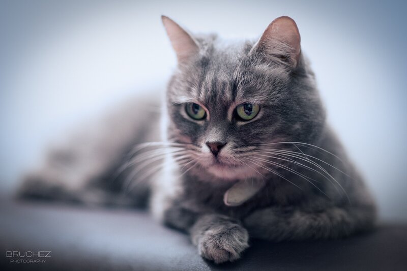 Gray Tabby Cat Lying — Calm, Photograph, Whiskers, Collar