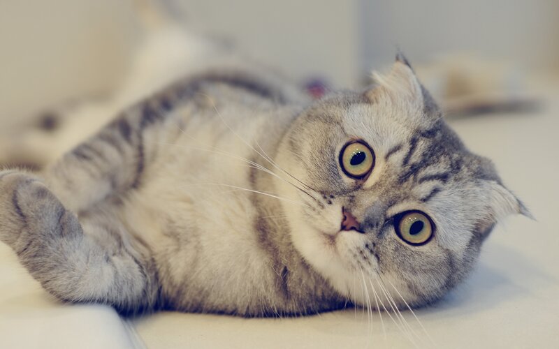 Gray Tabby Cat Lying — Calm, Photograph, Whiskers, Eyes