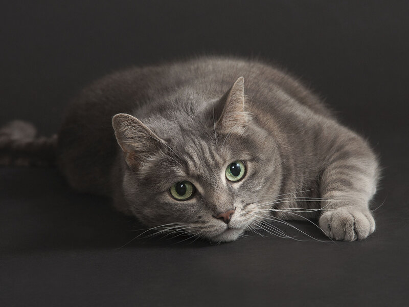 Gray Tabby Cat Lying — Calm, Photograph, Whiskers