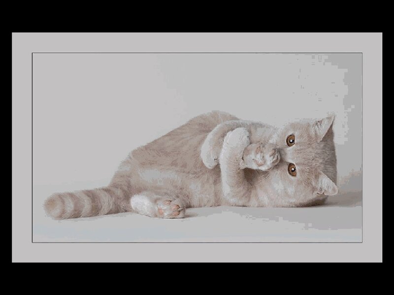 Gray Tabby Cat Lying — Calm, Photograph, White Background