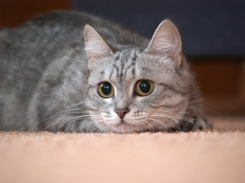 Gray Tabby Cat Lying — Calm
