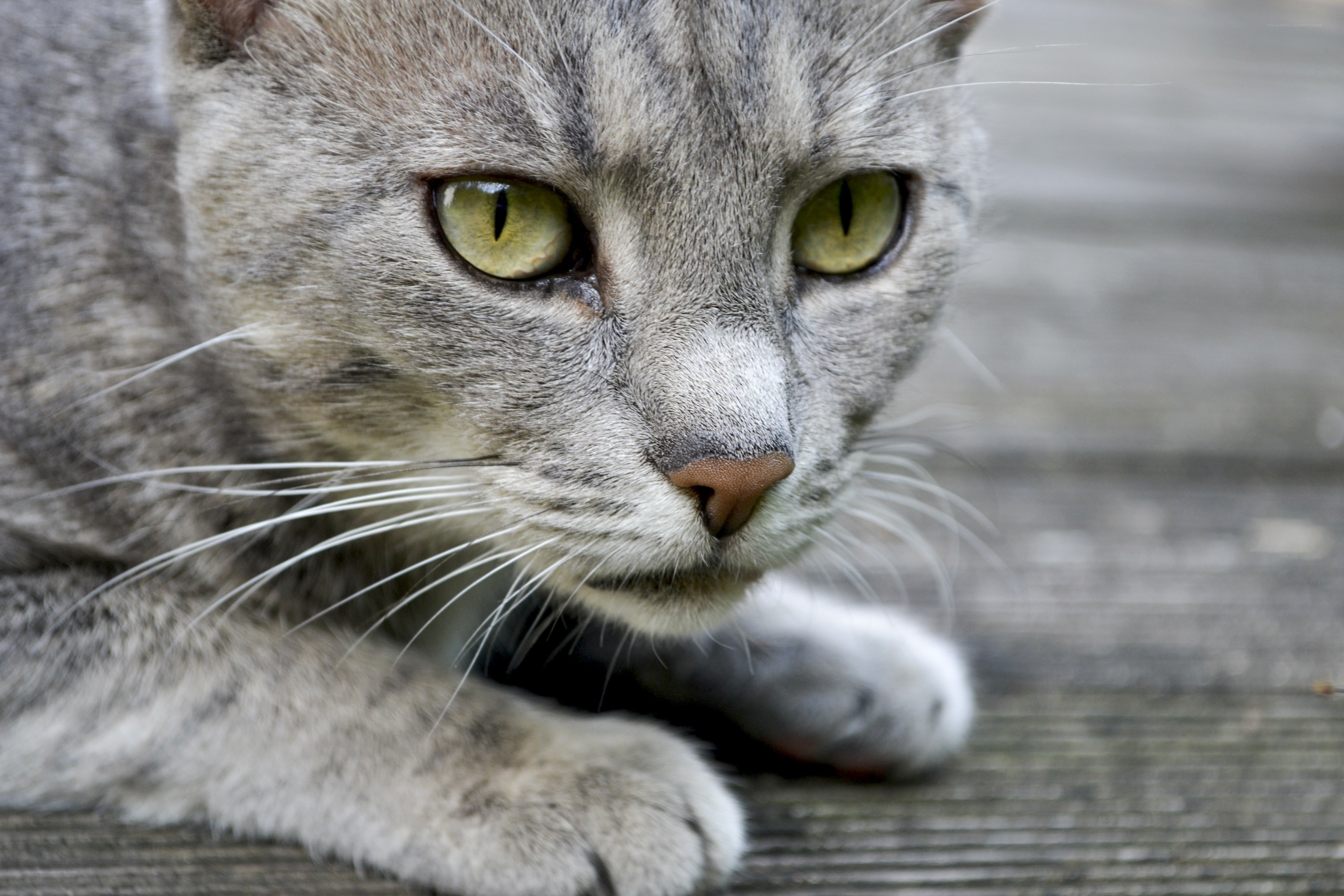 gray tabby cat lying down