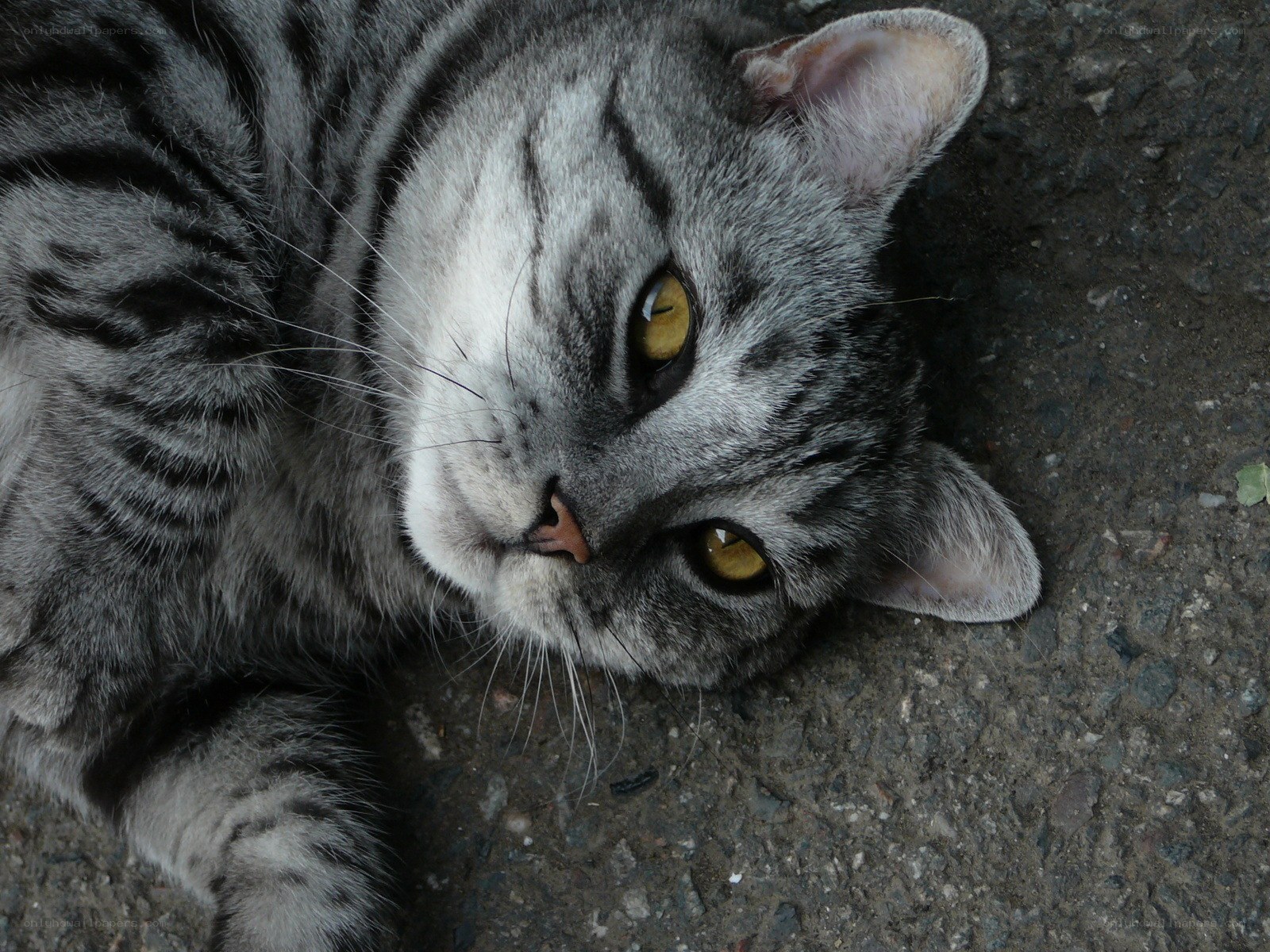 gray tabby cat lying down