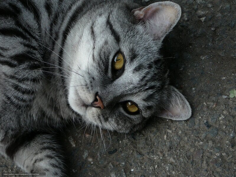 gray tabby cat lying down