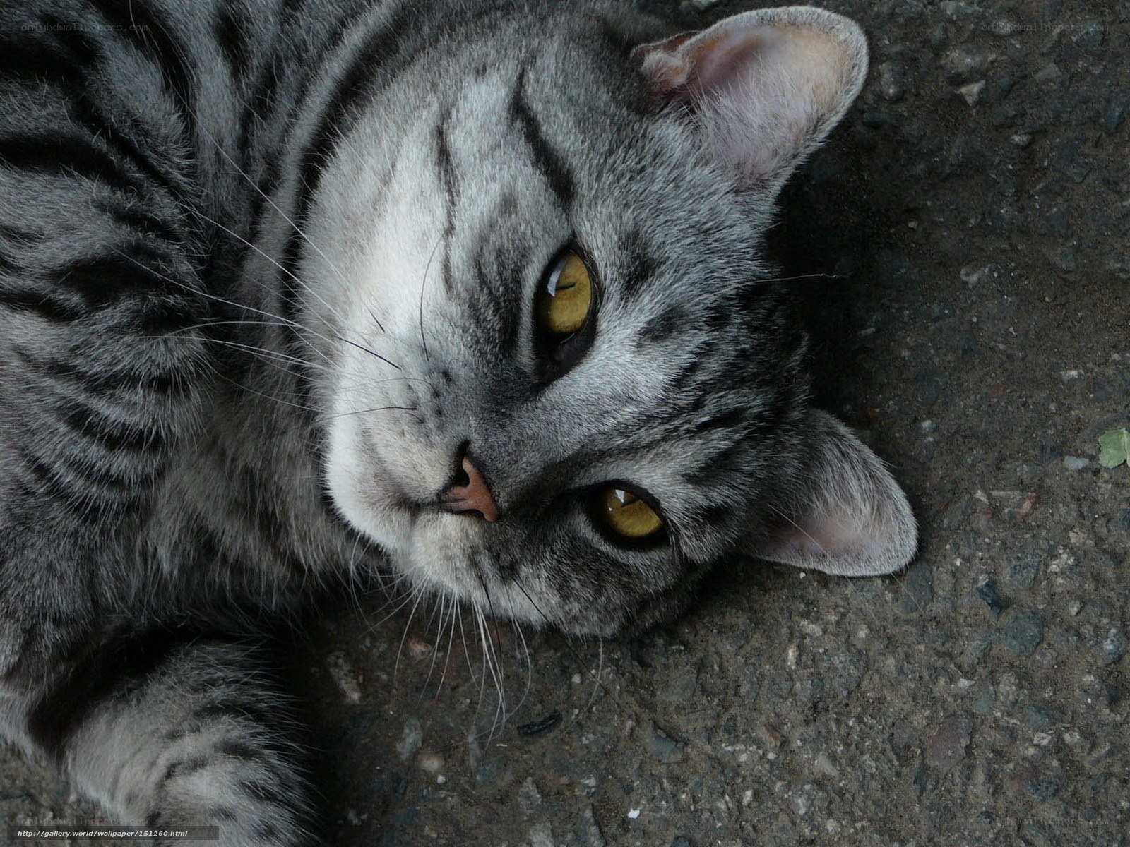 gray tabby cat lying down