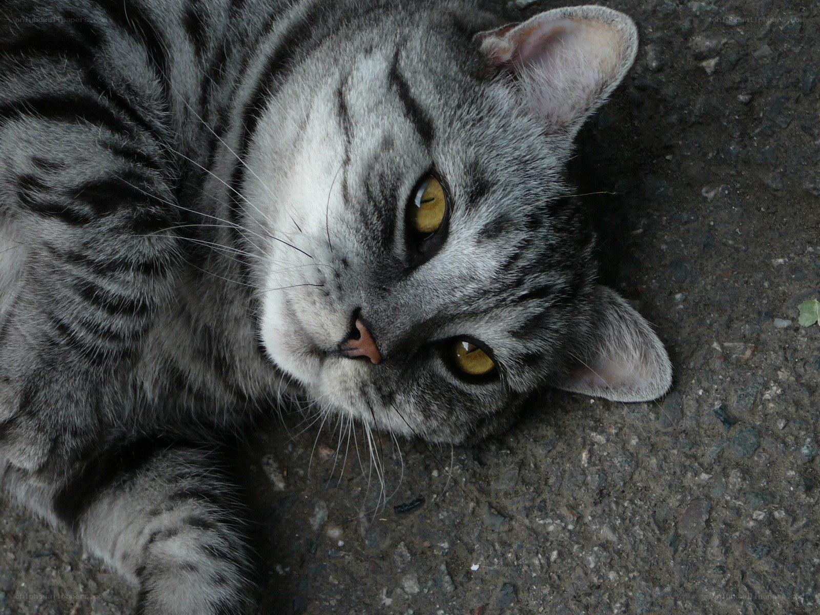 gray tabby cat lying down