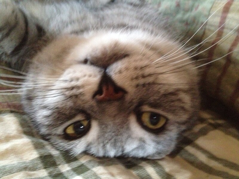 Gray Tabby Cat Lying Down — Calm, Photograph