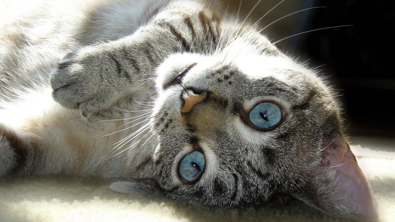 Gray Tabby Cat Lying Down — Relaxed, Afternoon, Photograph