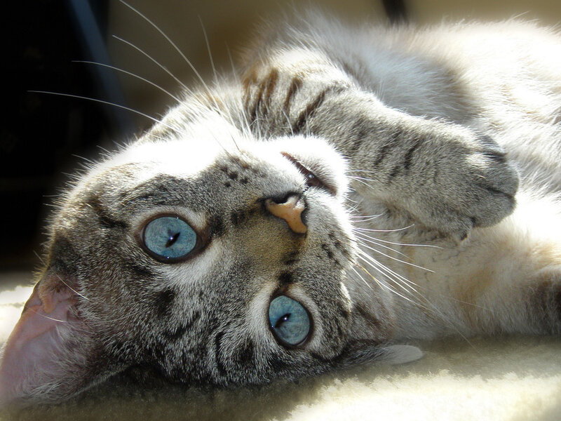 Gray Tabby Cat Lying Down — Relaxed, Afternoon