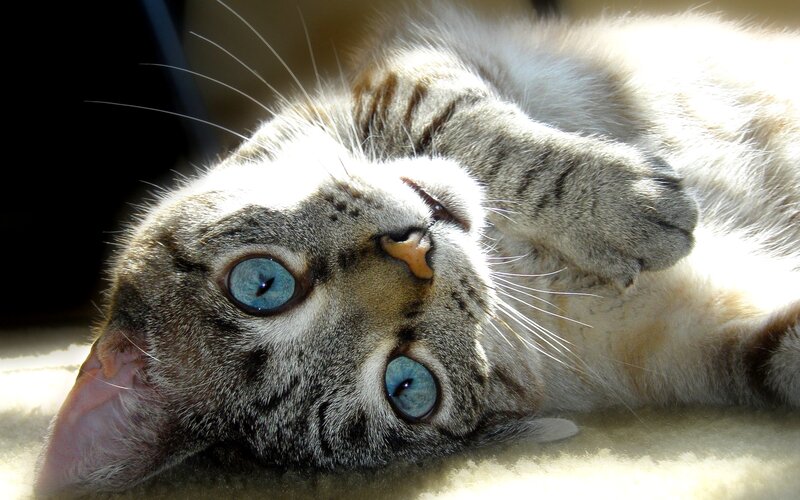 Gray Tabby Cat Lying Down — Relaxed