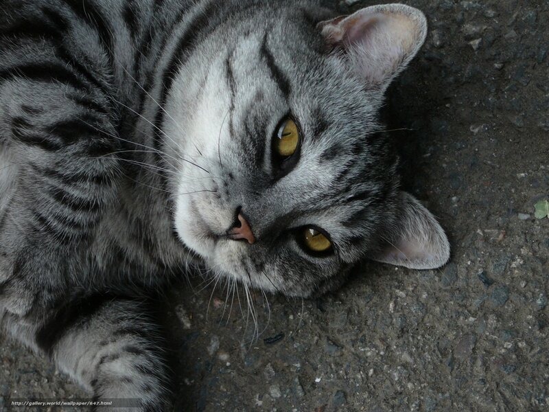 gray tabby cat lying down