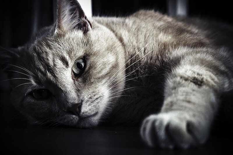 Gray Tabby Cat Lying — Dramatic
