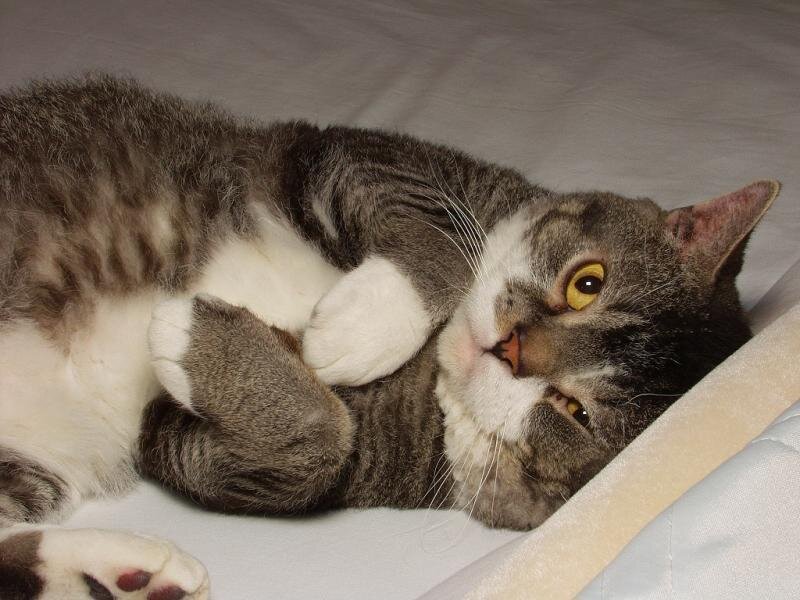 gray tabby cat lying on back