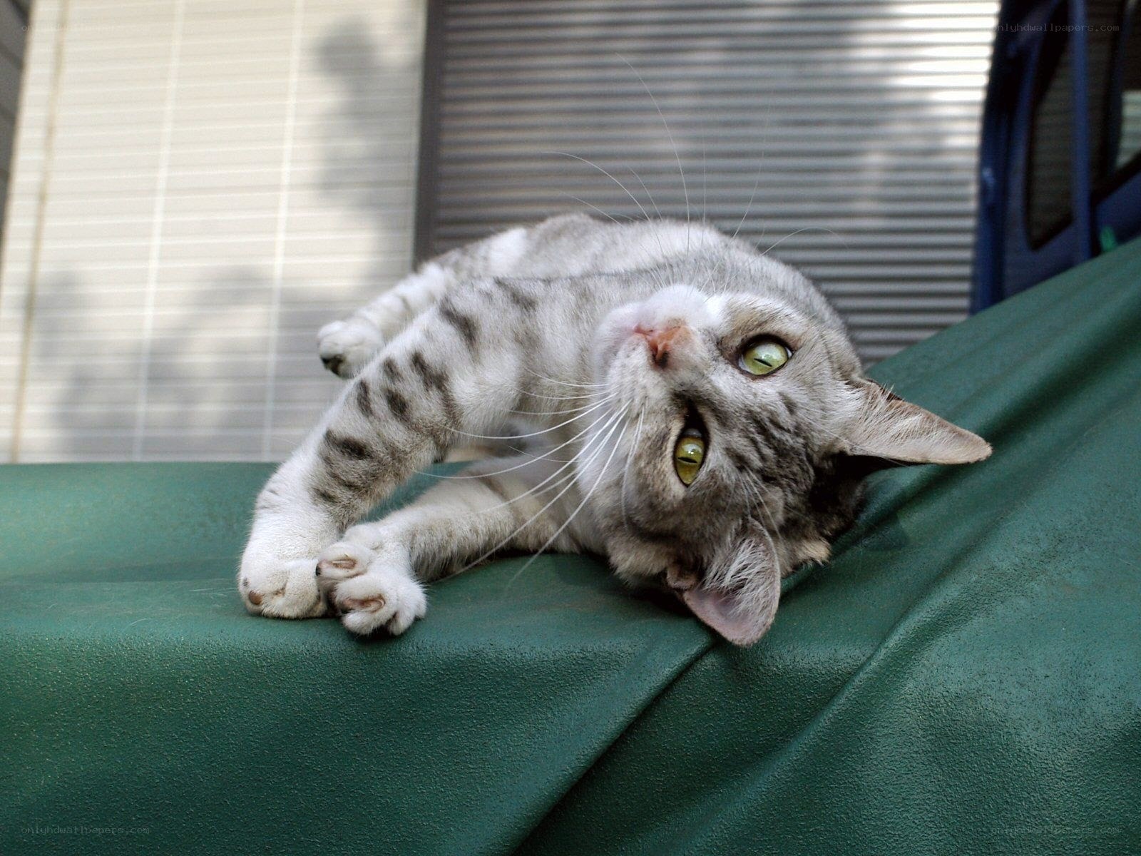 gray tabby cat lying on green surface