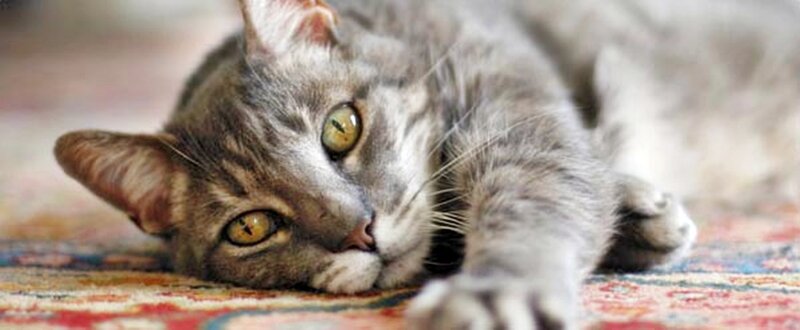 Gray Tabby Cat Lying — Relaxed, Photograph, Carpet