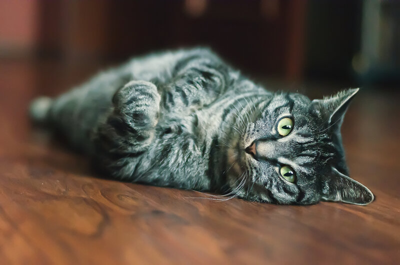 Gray Tabby Cat Lying — Relaxed, Photograph