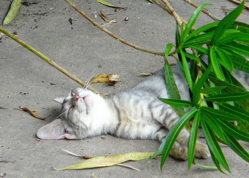 Gray Tabby Cat Lying