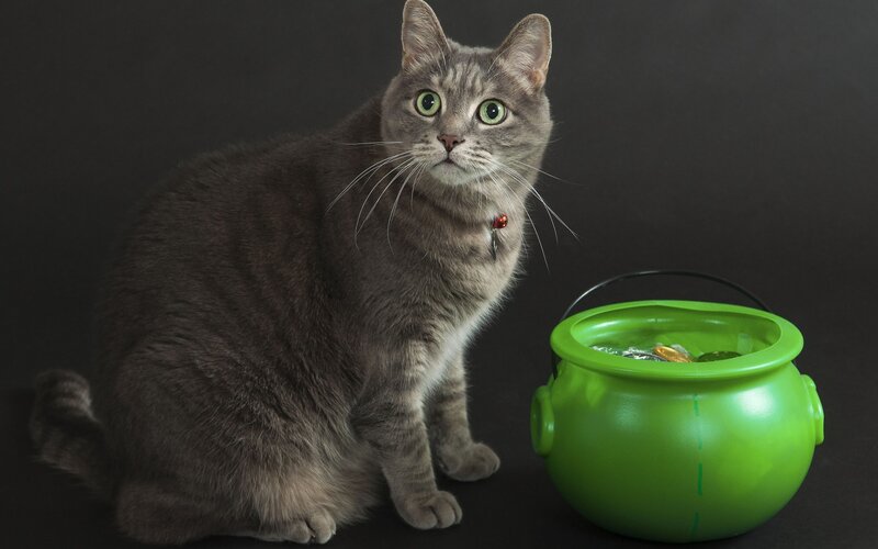 Gray Tabby Cat — Neutral, Photograph, Green Bucket