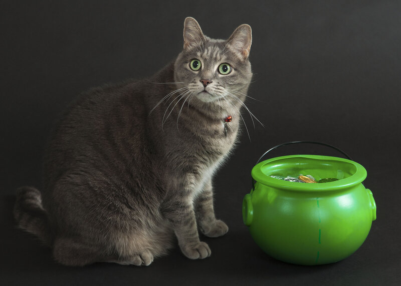 Gray Tabby Cat — Neutral, Photograph
