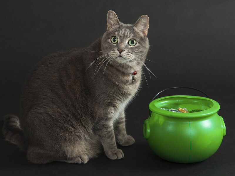 Gray Tabby Cat — Neutral