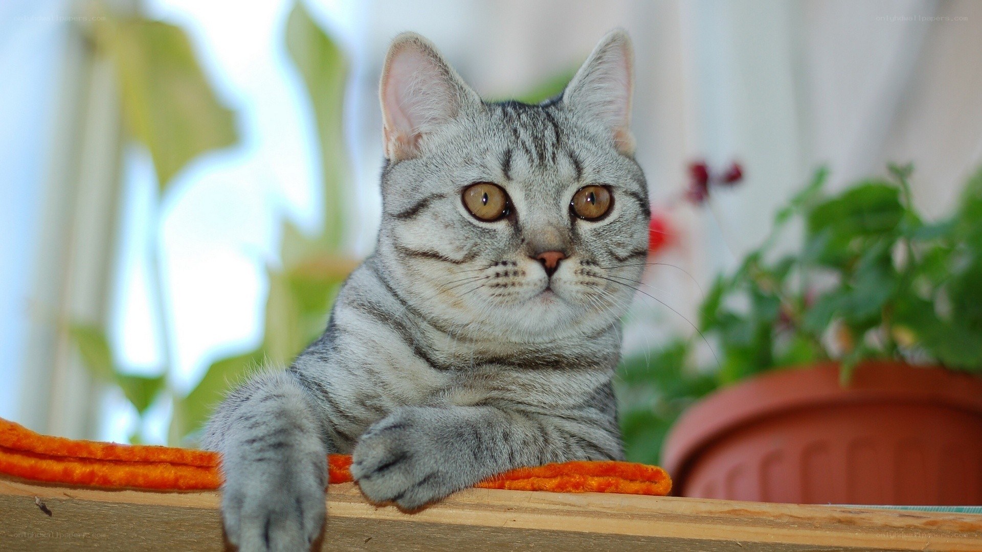gray tabby cat on a shelf