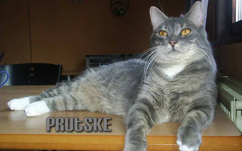 gray tabby cat on a table