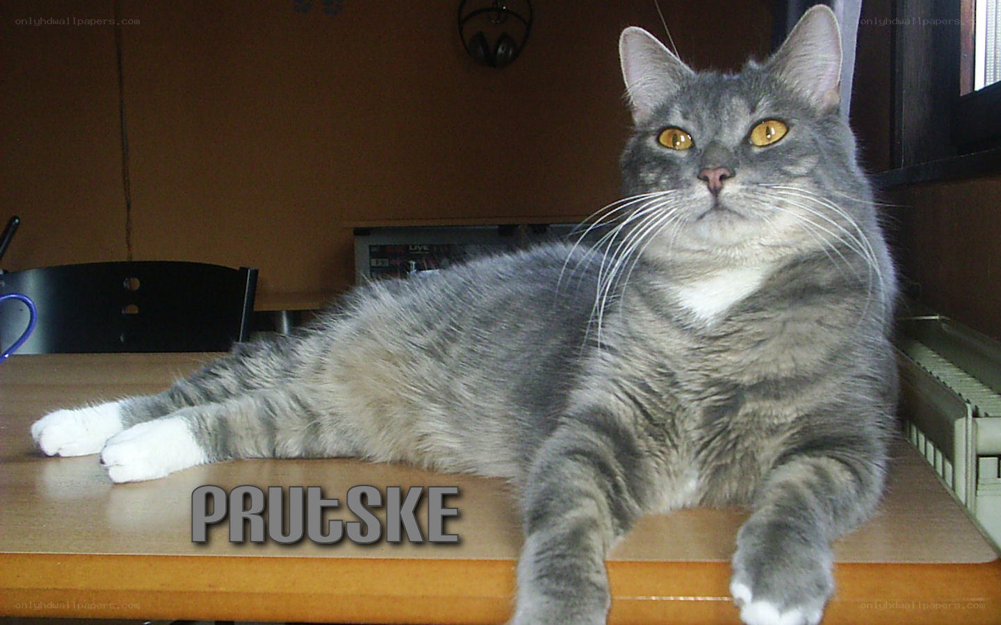 gray tabby cat on a table