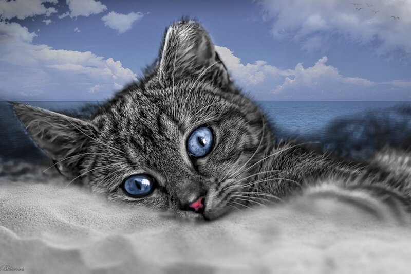 Gray Tabby Cat on Beach
