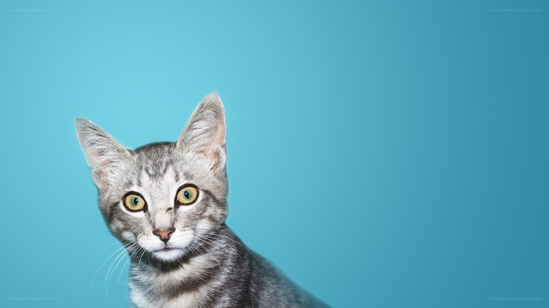 gray tabby cat on blue