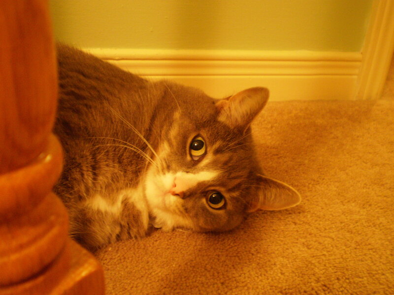 gray tabby cat on carpet