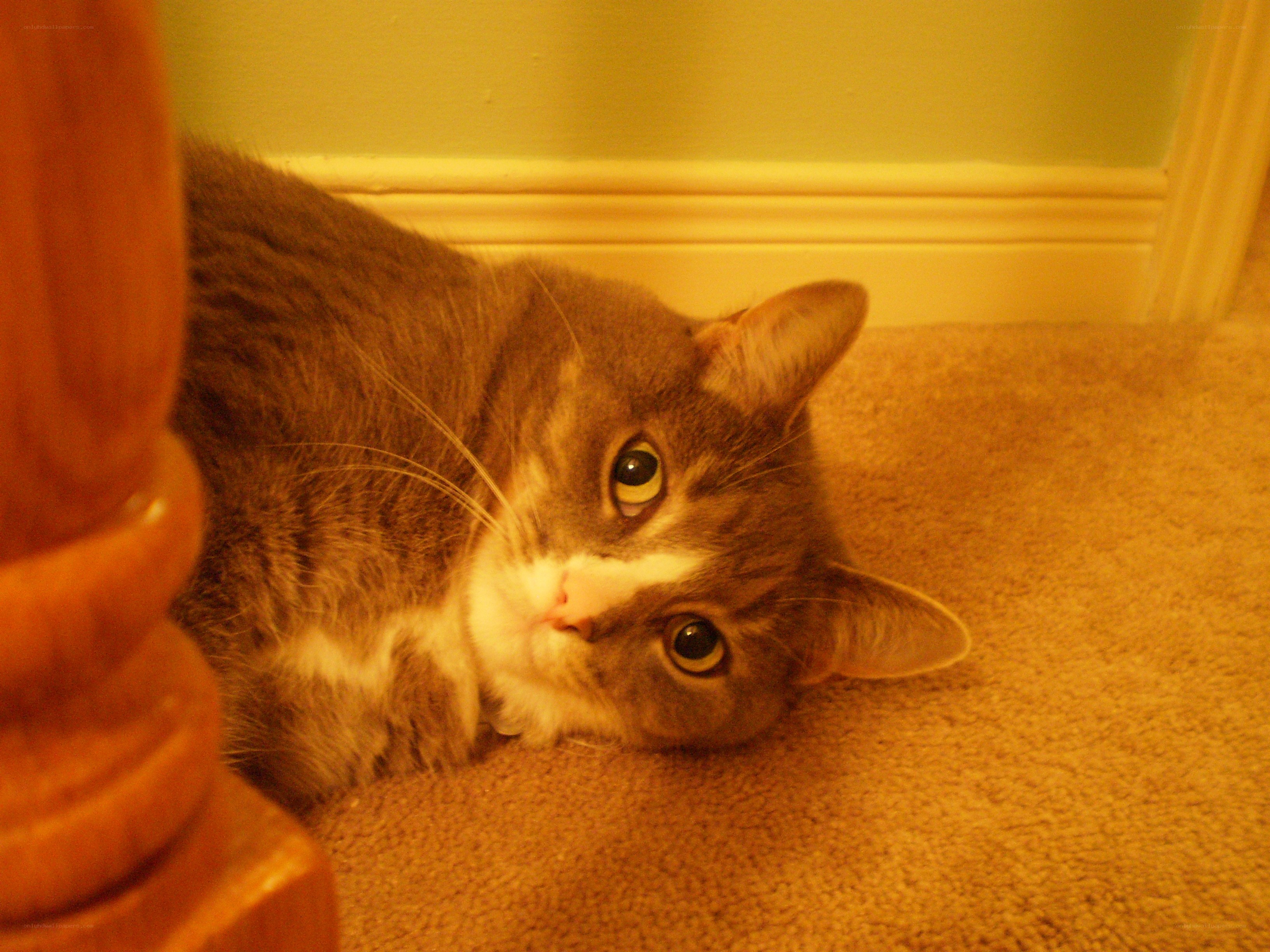 gray tabby cat on carpet