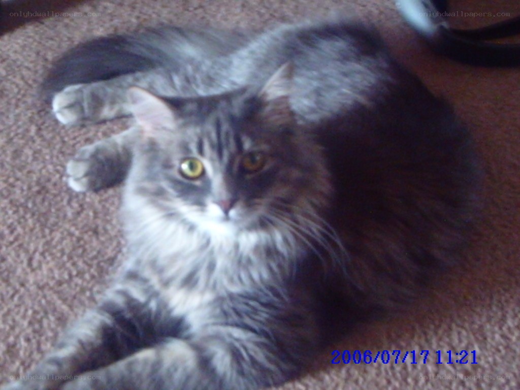 gray tabby cat on carpet