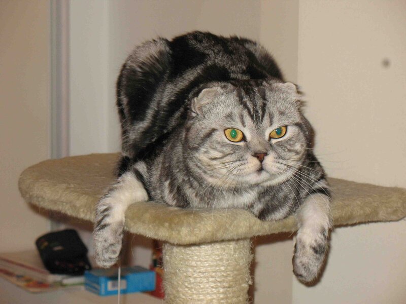 gray tabby cat on cat tree