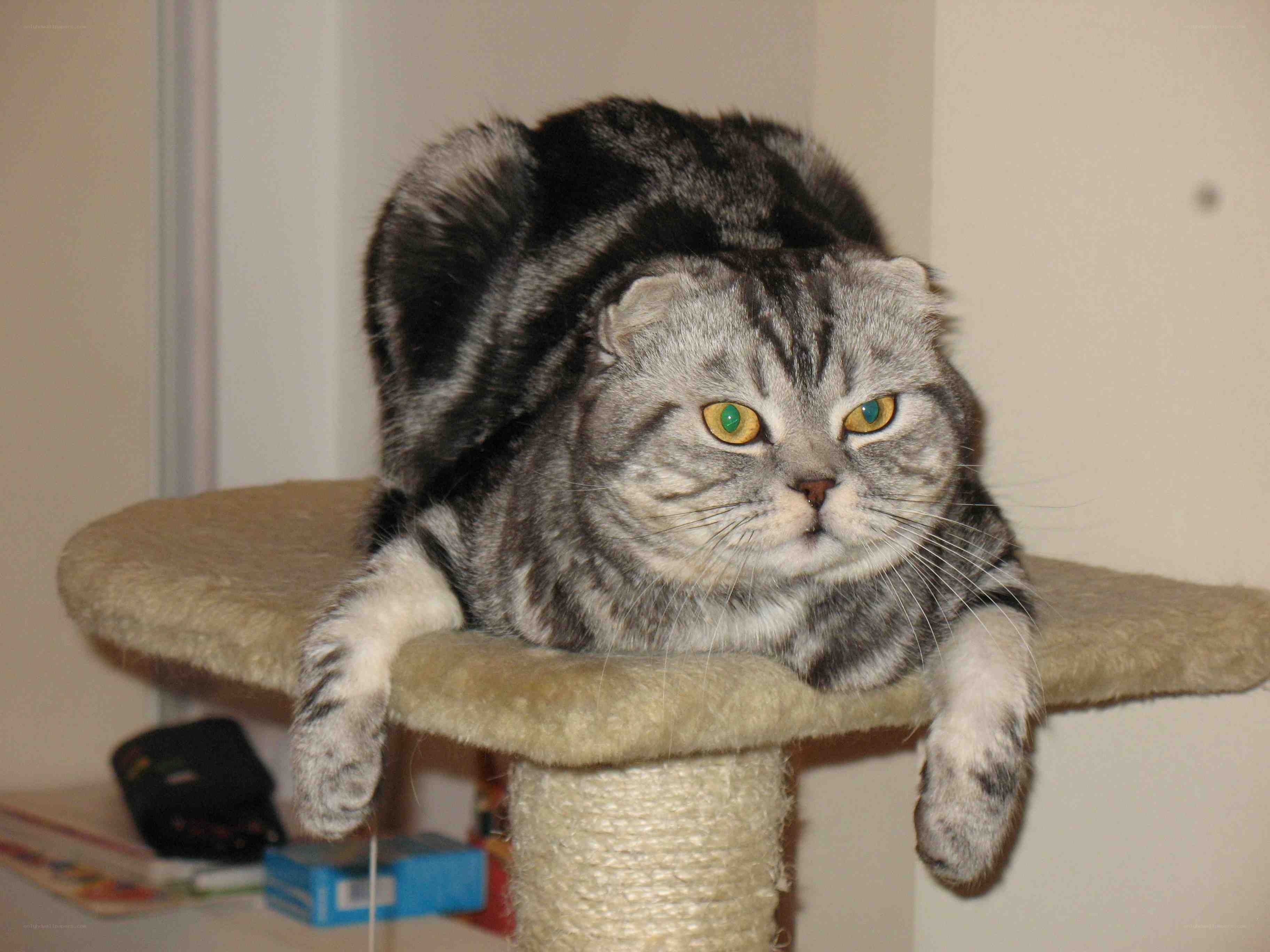 gray tabby cat on cat tree