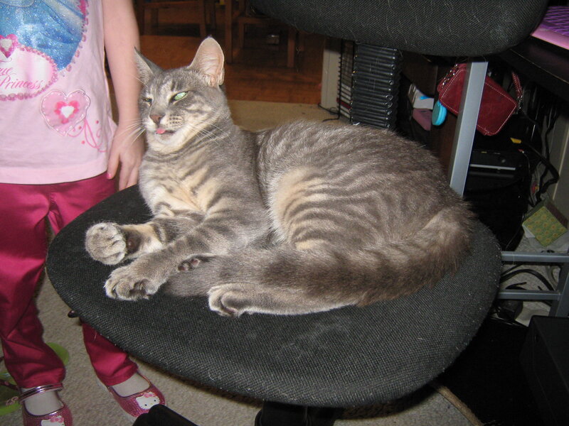 Gray Tabby Cat on Chair