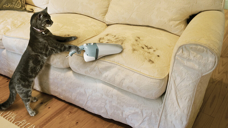 Gray Tabby Cat on Couch