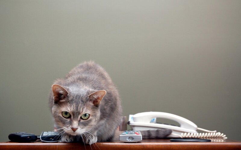 Gray Tabby Cat on Desk — Calm