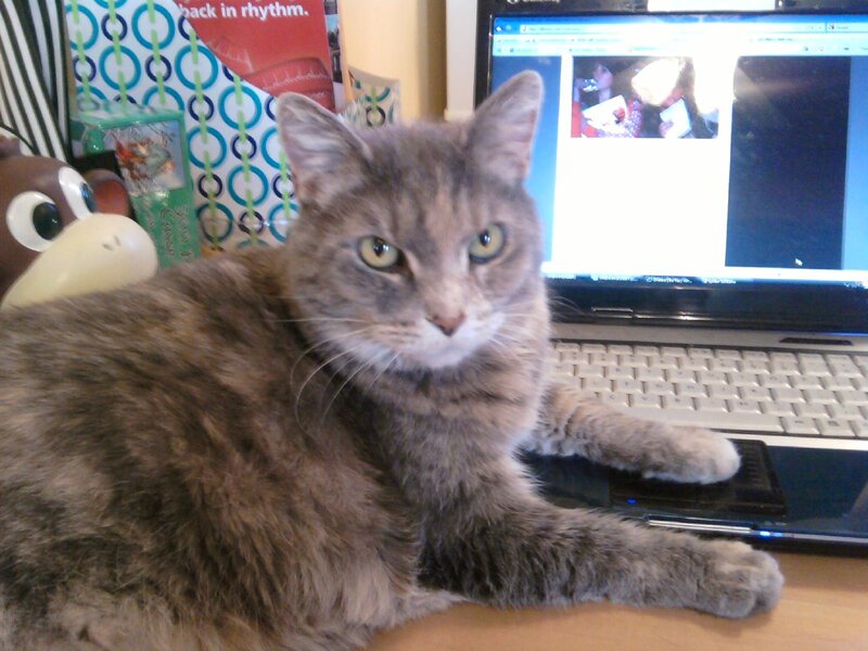 Gray Tabby Cat on Desk
