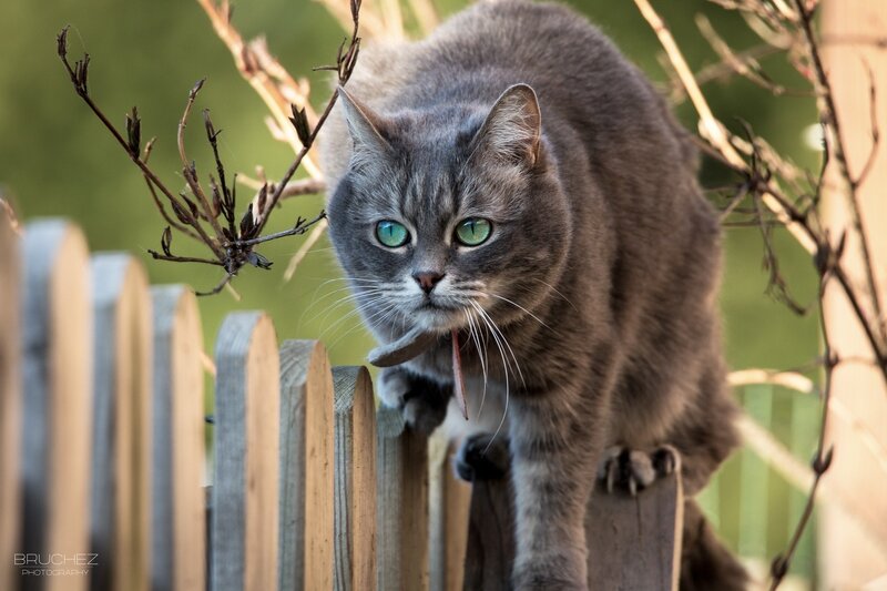 Gray Tabby Cat on Fence — Alert, Afternoon