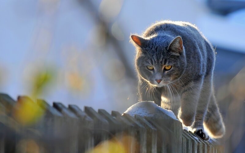 Gray Tabby Cat on Fence — Alert