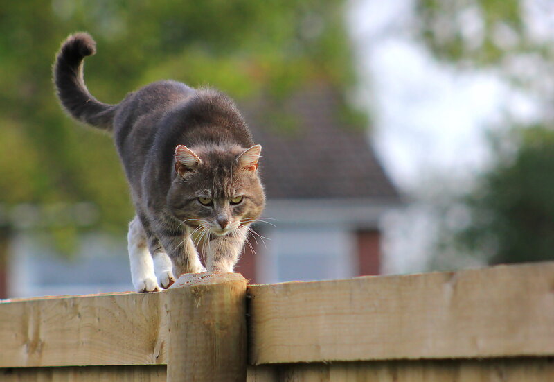 Gray Tabby Cat on Fence — Brown