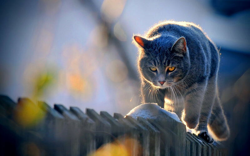 Gray Tabby Cat on Fence