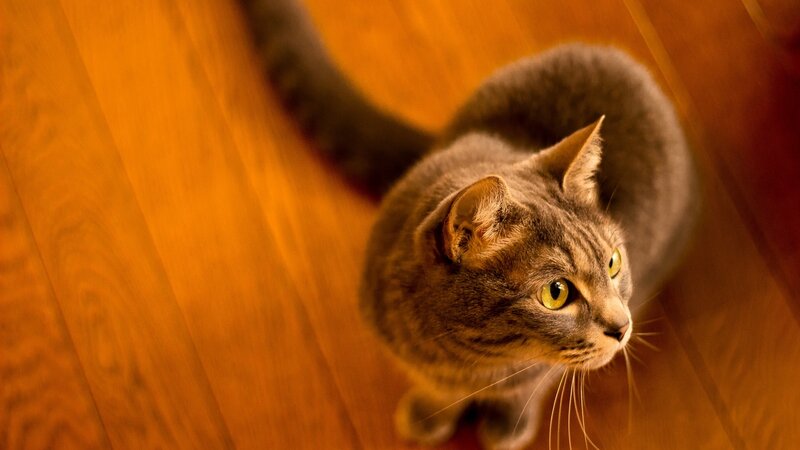 Gray Tabby Cat on Floor