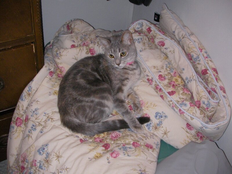 gray tabby cat on floral blanket