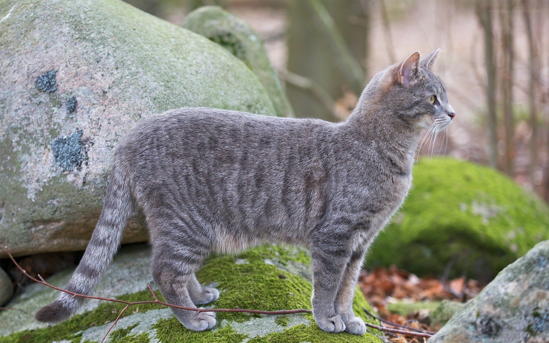 gray tabby cat on mossy rock