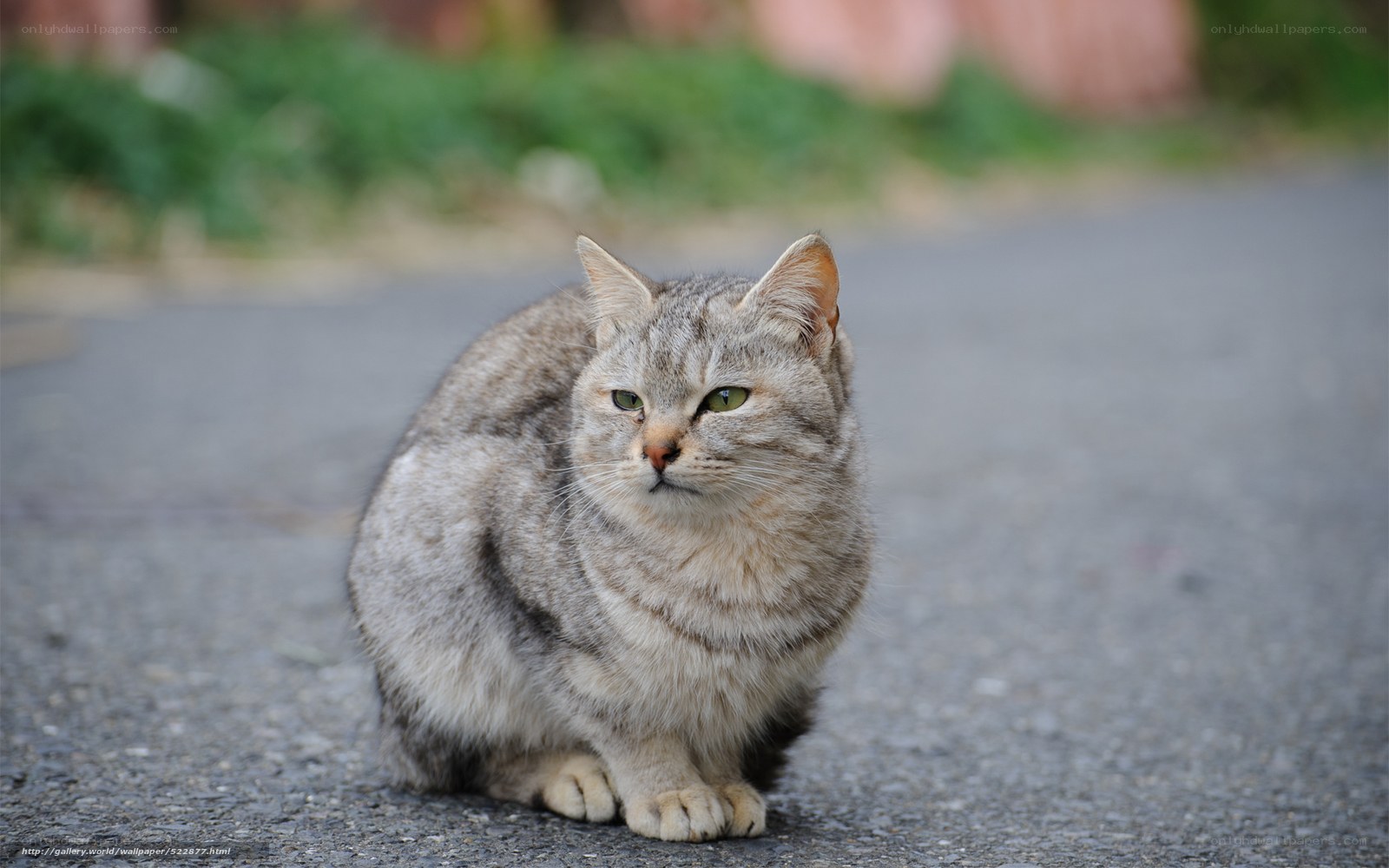 gray tabby cat on pavement