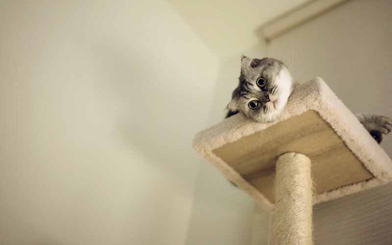 Gray Tabby Cat on Perch