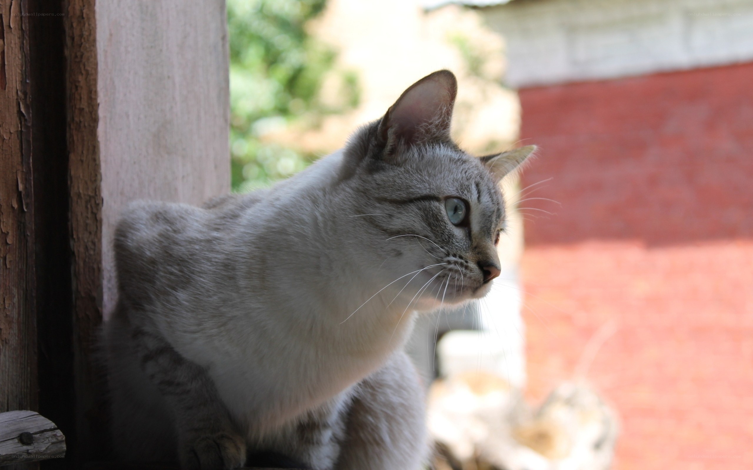 gray tabby cat on porch