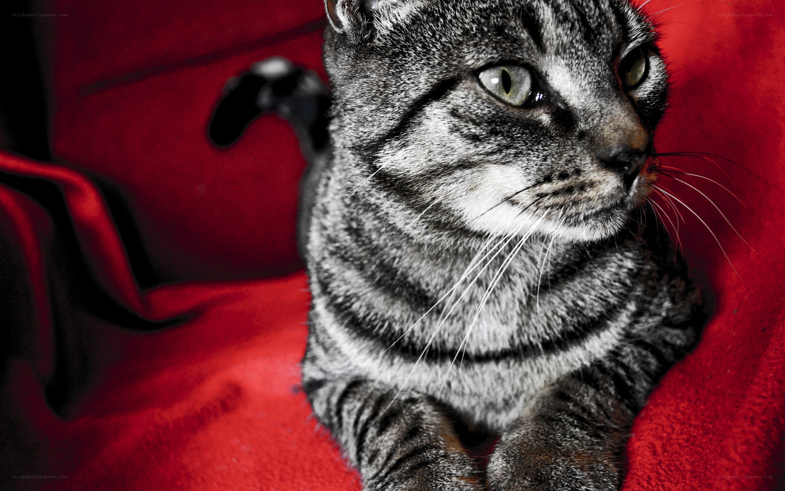 gray tabby cat on red blanket
