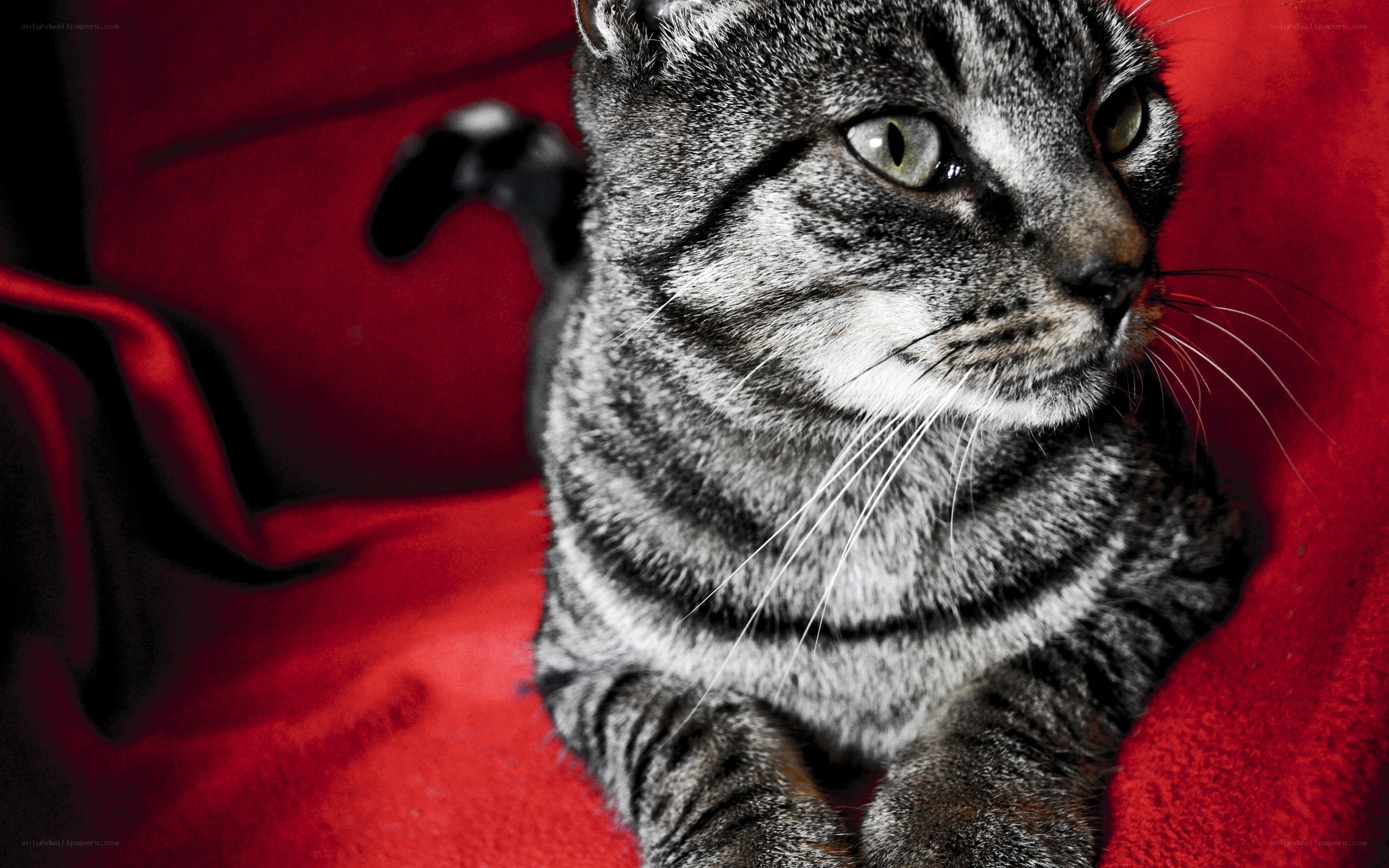 gray tabby cat on red blanket